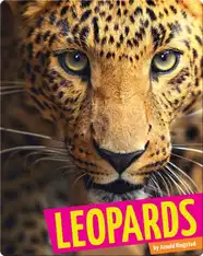 Leopards