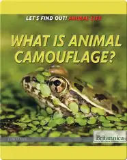 What Is Animal Camouflage?