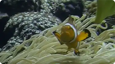Under the Waves: Symbiotic Relationships book