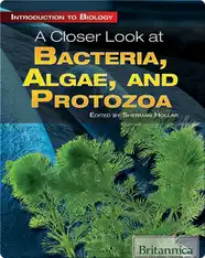 A Closer Look at Bacteria, Algae, and Protozoa
