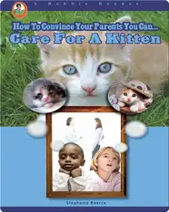 Care for a Kitten