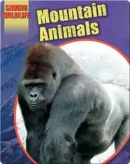 Mountain Animals