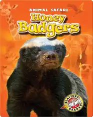 Honey Badgers