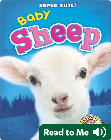 Super Cute! Baby Sheep book