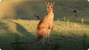 Kangaroo book