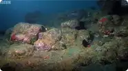 Army of Sea Urchins - BBC Planet Earth