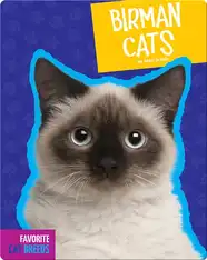 Birman Cats