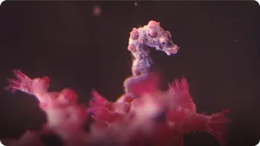 Pygmy Seahorses: Masters of Camouflage book