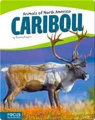 Caribou