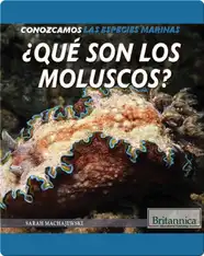 ¿Qué son los moluscos?