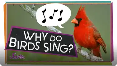 SciShow Kids: Why Do Birds Sing? book