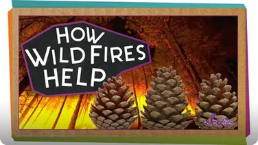 SciShow Kids: How Wildfires Help! book