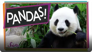 SciShow Kids: The Problem With Pandas book
