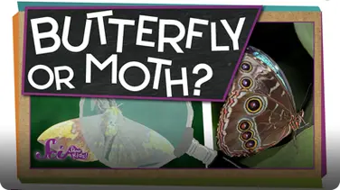 SciShow Kids: How Can You Tell a Butterfly From a Moth? book