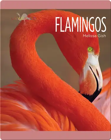 Flamingos book