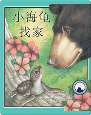 小海龟找家
