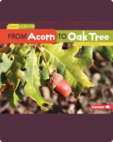 From Acorn to Oak Tree book