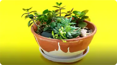 How to Make a Miniature Succulent Garden book