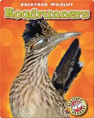 Backyard Wildlife: Roadrunners