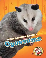 North American Animals: Opossums