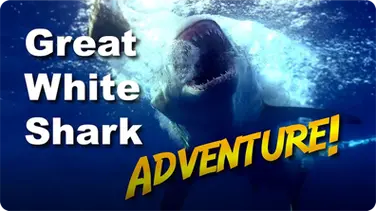 Jonathan Bird's Blue World: Great White Shark Adventure! book