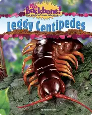 Leggy Centipedes