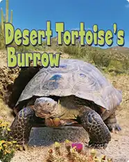 Desert Tortoise's Burrow