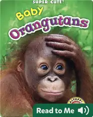 Super Cute! Baby Orangutans