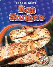 Rat Snakes