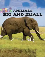 Animals Big and Little