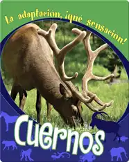 Cuernos