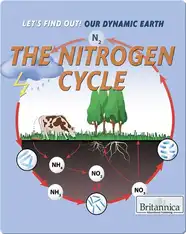 The Nitrogen Cycle