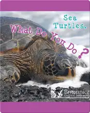 Sea Turtles, What Do You Do?