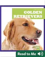 Golden Retrievers
