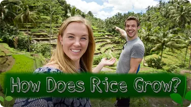 How Does Rice Grow? book