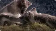 Young Animals Enjoy Their Day in the Sun