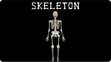 Skeletal System Song | The Human Body for Kids book