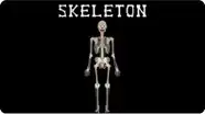 Skeletal System Song | The Human Body for Kids