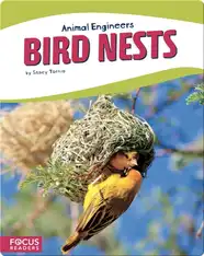 Animal Engineers: Bird Nests
