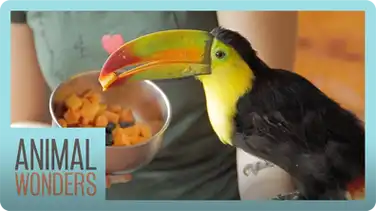 Baby Toucan's New Home book