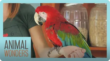 Meet and Greet: Scarlet The Green Wing Macaw book