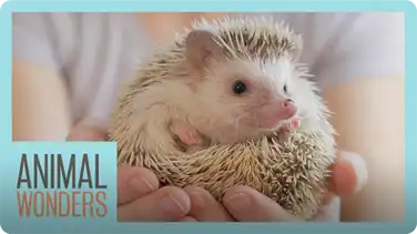 Meet and Greet: Tickles The Hedgehog book