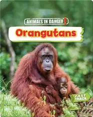 Animals in Danger: Orangutans