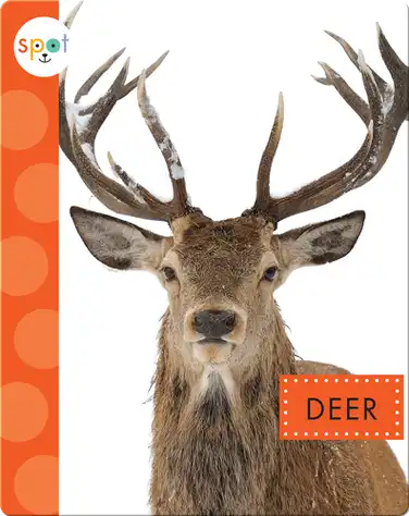 Backyard Animals: Deer book