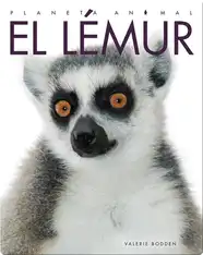 Planeta Animal: El Lémur