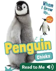 Penguin Chicks