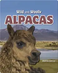 Alpacas