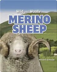 Merino Sheep