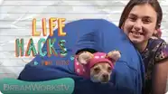 Cat Hacks (With Your Dog) I LIFE HACKS FOR KIDS