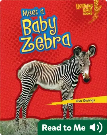 Meet a Baby Zebra book